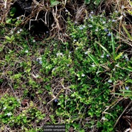 Lobelia serpens Lam.lobélie rampante.campanulaceae.endémique Madagascar Mascareignes. (1).jpeg